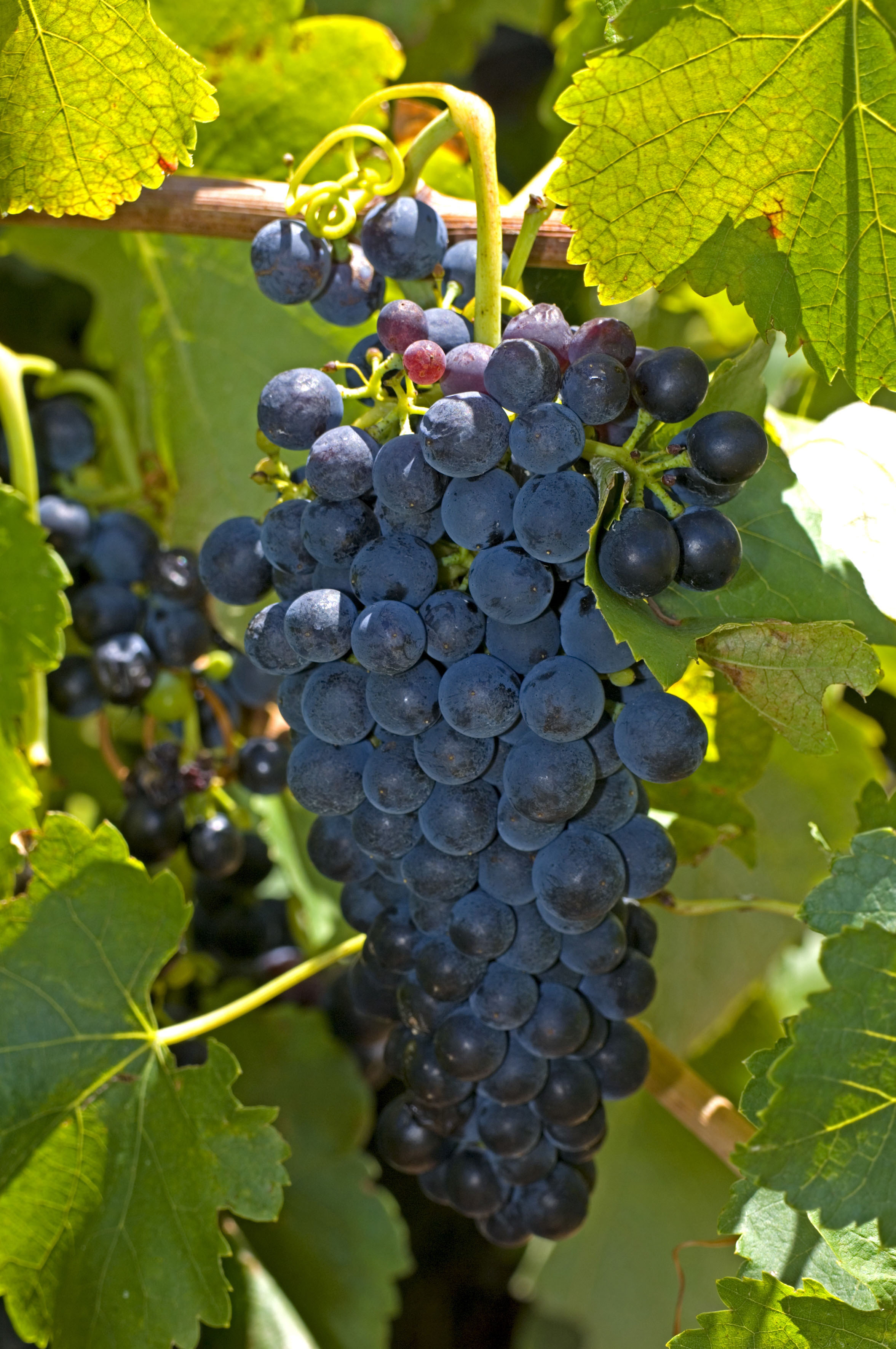 Wine: why Australian offerings can be great